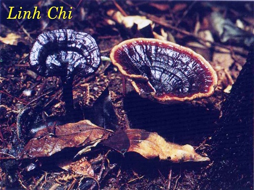 linh_chi.jpg