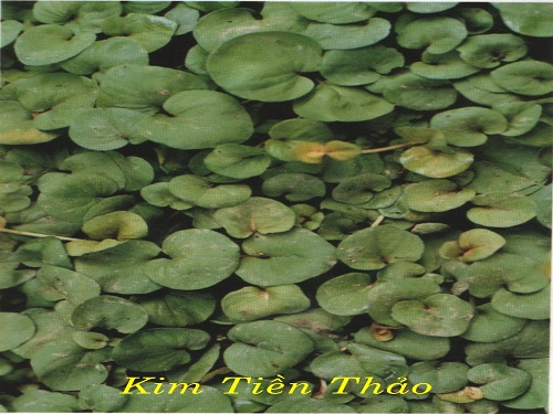 kim_tien_thao.jpg
